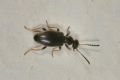 Microhoria fasciata helvetica